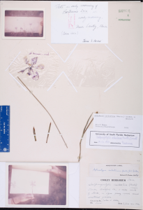 A specimen sheets shows notes, images, and samples of a Calydorea caelestina